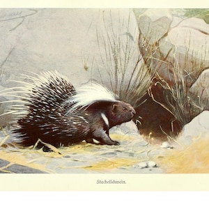 Porcupine Fine Art Print - Vintage Lithograph from 1882 - Framed/Unframed