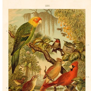 Carolina Parakeet Fine Art Print - Antique Lithograph - Framed/Unframed