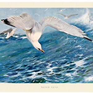 Silver Gull Fine Art Print - Anitique Lithograph 1916 - Framed/Unframed