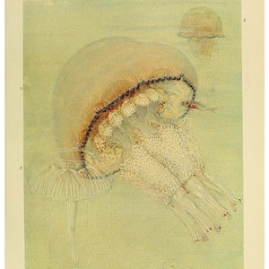 Jellyfish Fine Art Print - Vintage Lithograph from 1882 - Framed/Unframed