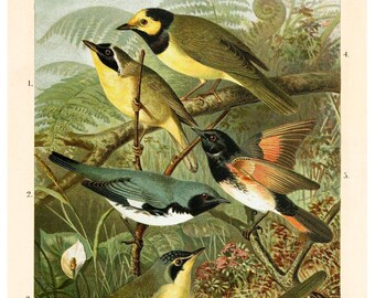 Common Yellowthroat Fine Art Print - Antique Lithograph from 1891 - Framed/Unframed