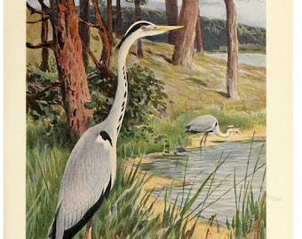 Heron Fine Art Print - Antique Lithograph - Framed/Unframed