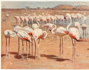 Flamingo Fine Art Print - Anitique Lithograph - Framed/Unframed