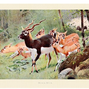 Blackbuck Fine Art Print - Antique Lithograph from 1916 - Framed/Unframed