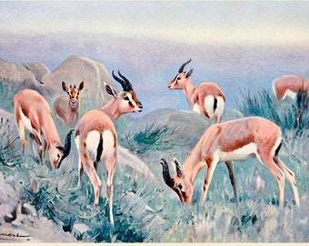 Gazelle Fine Art Print - Antieke Litho uit 1916 - Ingelijst/Ongelijst