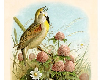 Dickcissel Fine Art Print - Antike Lithographie von 1891 - Gerahmt/Ungerahmt