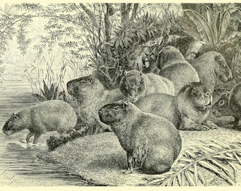 Capybara Fine Art Print - Antique Lithograph from 1882 - Framed/Unframed