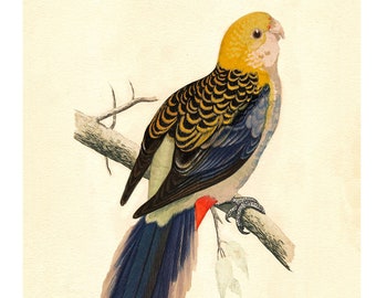 Pale-Headed Rosella Vintage Lithograph - Giclee Fine Art Print - Framed/Unframed/Canvas