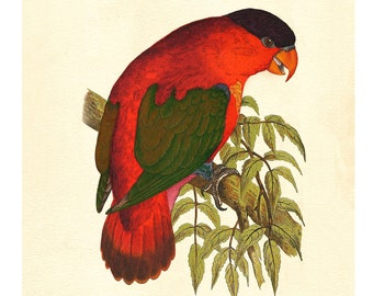 Black-Capped or Tricolored Lory Vintage Lithograph - Giclee Fine Art Print - Framed/Unframed/Canvas