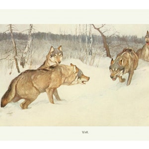Wolf Fine Art Print - Vintage Lithograph from 1882 - Framed/Unframed