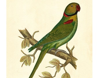 Alexandrine Parrot Vintage Lithograph - Fine Art Print - A4/A3 Framed/Unframed