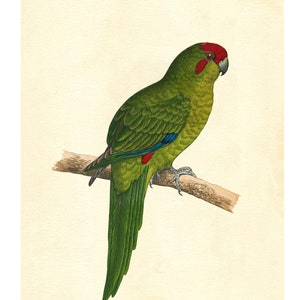 New Zealand Parrot Vintage Illustration - Giclee Fine Art Print - Framed / Unframed / Canvas