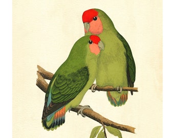 Rosy-Faced Lovebird Parrot Vintage Illustration - Giclee Fine Art Print - Framed / Unframed / Canvas