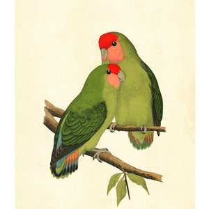 Rosy-Faced or Peach-Faced Lovebird Vintage Lithograph - Giclee Fine Art Print - Framed/Unframed/Canvas