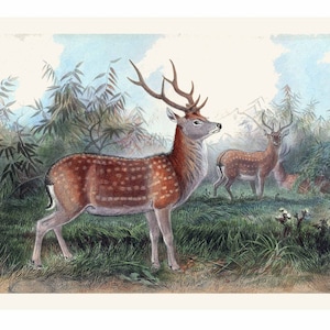 Spotted Deer Illustration - Zoological Sketches - Giclee Fine Art Print - Framed / Unframed / Canvas