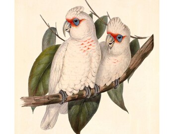 Muir's Corella Vintage Lithograph - Giclee Fine Art Print - Framed/Unframed/Canvas