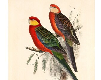 Western Rosella Fine Art Print - Vintage Lithograph from 1916 - A4/A3 Framed/Unframed