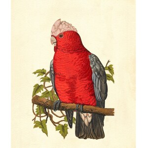 Rose-Breasted Cockatoo Vintage Illustration - Giclee Fine Art Print - Framed / Unframed / Canvas