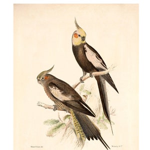 Cockatiel Vintage Illustration - Fine Art Print - Framed / Unframed / Canvas