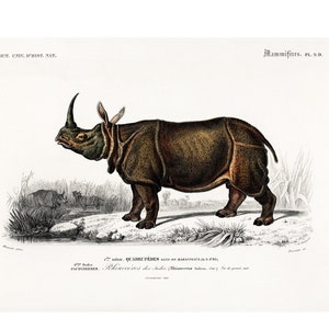 Indian Rhinoceros Fine Art Print - Antique Lithograph from 1892 - Framed/Unframed