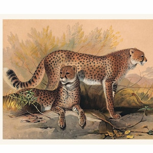 Cheetah Illustration - Zoological Sketches - Giclee Fine Art Print - Framed / Unframed / Canvas