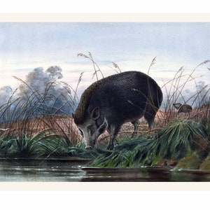 Wild Pig Illustration - Zoological Sketches - Giclee Fine Art Print - Framed / Unframed / Canvas