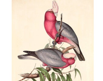 Rose-Breasted Cockatoo Giclee Print - Galah Antique Lithograph - A4/A3 Framed/Unframed