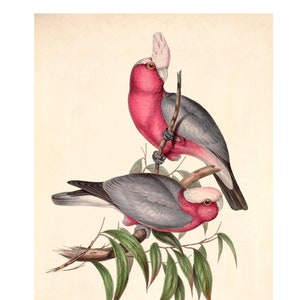 Rose-Breasted Cockatoo Illustration - Fine Art Print - Framed / Unframed