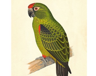 Jardine's Parrot Vintage Lithograph - Giclee Fine Art Print - Framed/Unframed/Canvas