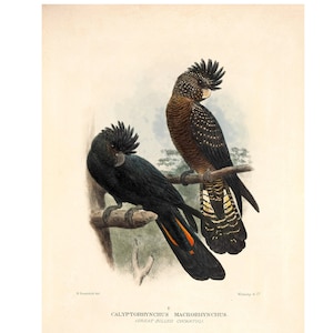 Great-Billed Cockatoo Vintage Illustration - Giclee Fine Art Print - Framed / Unframed / Canvas