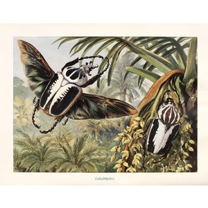 Goliath Beetles Vintage Lithograph - Giclee Fine Art Print - Framed/Unframed