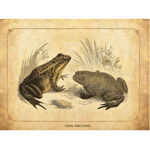 Frog and Toad Fine Art Print - Antique Litograph from 1850 - Framed/Unframed