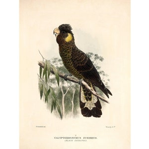 Black Cockatoo Vintage Illustration - Giclee Fine Art Print - Framed / Unframed / Canvas