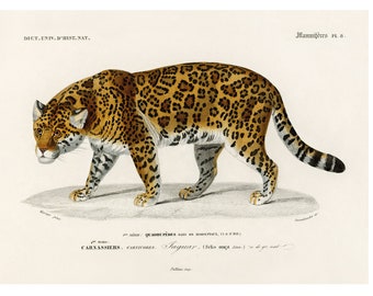 Jaguar Fine Art Print - Antique Lithograph from 1892 - Framed/Unframed