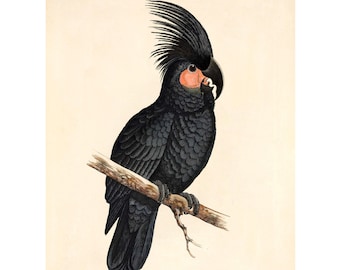 Palm Cockatoo Vintage Illustration - Giclee Fine Art Print - Framed / Unframed / Canvas