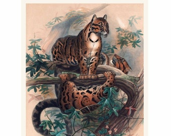 Clouded Leopard Illustration - Zoological Sketches - Giclee Fine Art Print - Framed / Unframed / Canvas