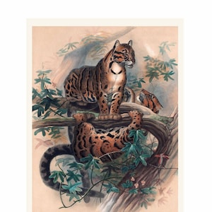 Clouded Leopard Illustration - Zoological Sketches - Giclee Fine Art Print - Framed / Unframed / Canvas