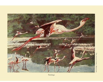 Flamingo Giclee Fine Art Print Antique Birds Framed / Unframed