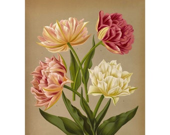 Double Tulips Murillo Mix Giclee Fine Art Print - Framed / Unframed