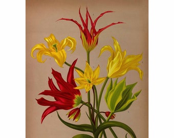 Tulip Varieties Giclee Fine Art Print - Framed / Unframed