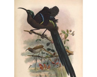 Black Sicklebill Bird of Paradise - Giclee Fine Art Print - Framed/Unframed/Canvas