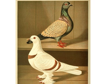 Domestic Pigeon Fine Art Print - Antique Lithograph from 1884 - A4/A3 Framed/Unframed