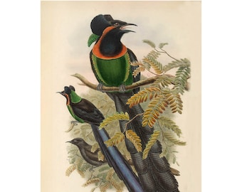 Illustrazione d'epoca di Arfak Astrapia - Stampa artistica giclée - Incorniciata / Senza cornice / Tela