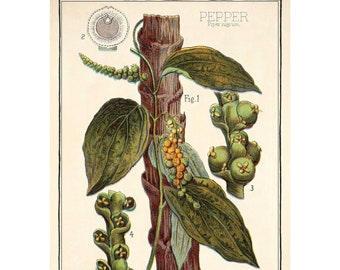Black Pepper Lithograph - Giclee Fine Art Print - Framed / Unframed / Canvas