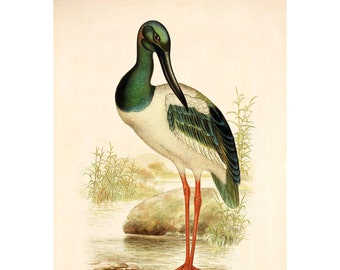 Heron Giclee Print Bird Antique Lithograph - Framed / Unframed