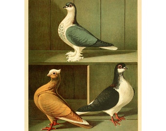 Indian Tumbler Pigeon Fine Art Print - Antique Lithograph from 1884 - A4/A3 Framed/Unframed