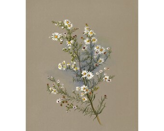 White Aster Vintage Lithograph (c. 1911) - Giclee Fine Art Print - Framed/Unframed/Canvas