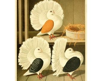 Silky Fantail Pigeon Fine Art Print Antique Lithograph From 1884 A4/A3  Framed/unframed - Etsy