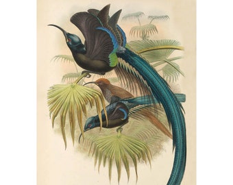 Sickle-Billed Bird-of-Paradise Vintage Illustration - Giclee Fine Art Print - Framed / Unframed / Canvas