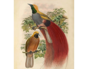 Goldie&#39;s Bird-of-Paradise Vintage Illustration - Giclee Fine Art Print - Framed / Unframed / Canvas